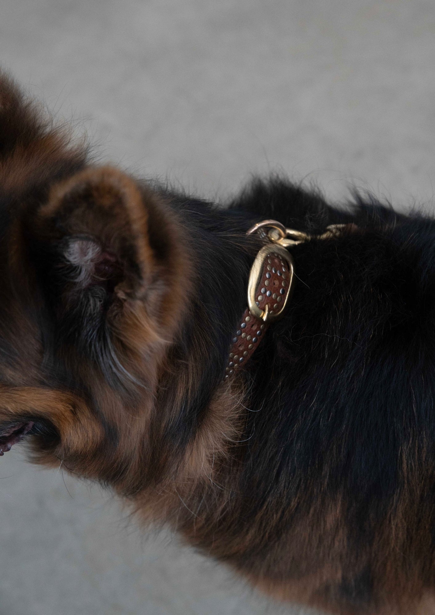 Tribeca - Studded Dog Collar