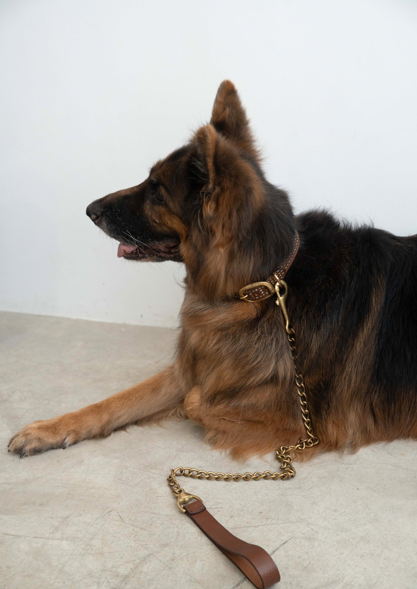 Tribeca - Studded Dog Collar & Brass Chain