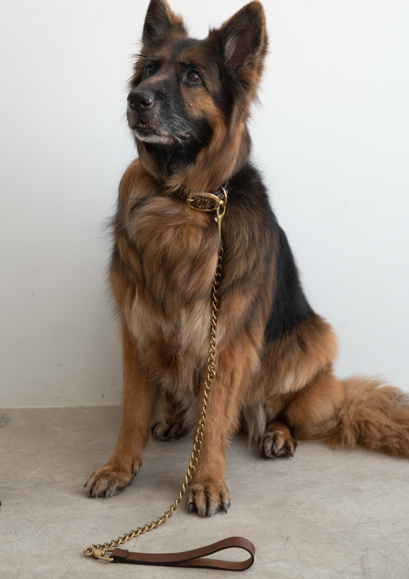 Tribeca - Studded Dog Collar & Brass Chain